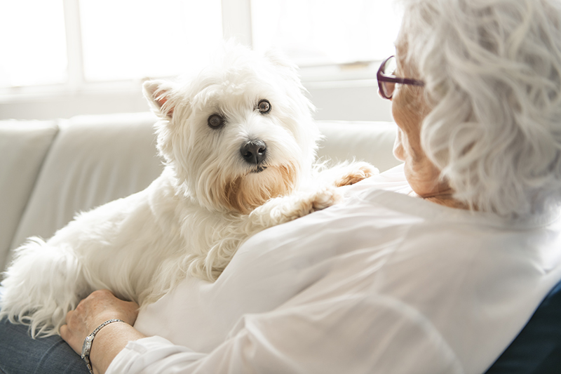 pet therapy